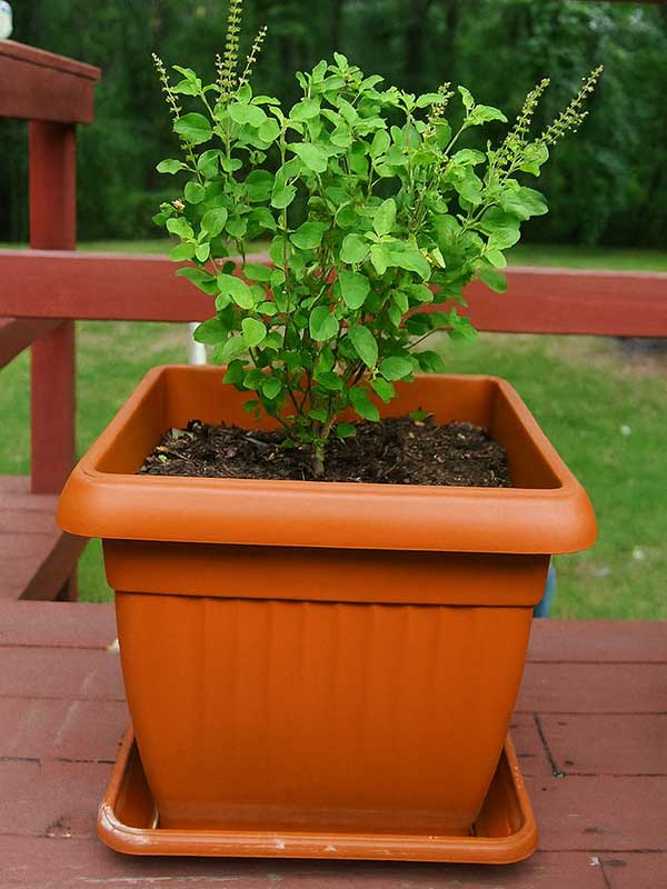 Tulsi Plant
