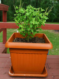 Tulsi Plant