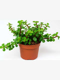 Jade Plant