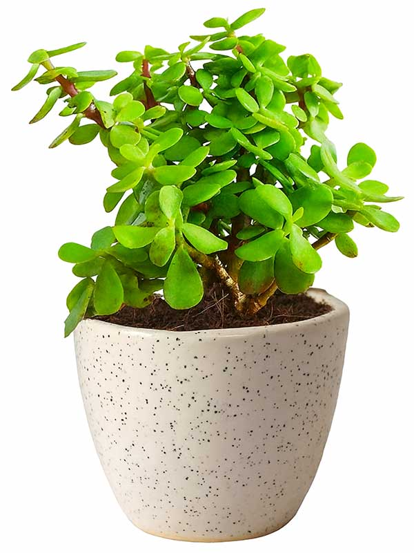 Jade Plant