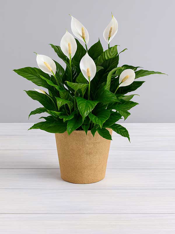 Peace Lily Plant