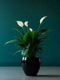 Peace Lily Plant