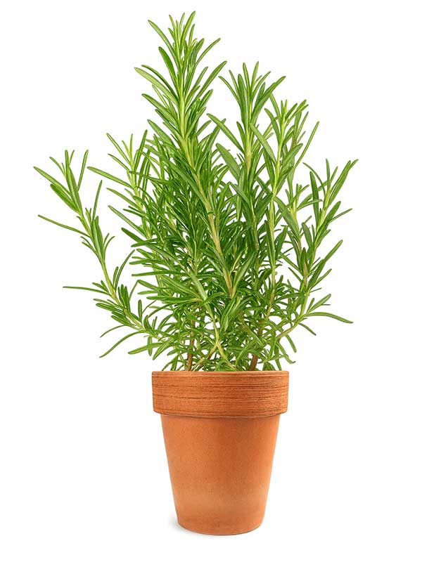 Rosemary Plant