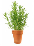 Rosemary Plant