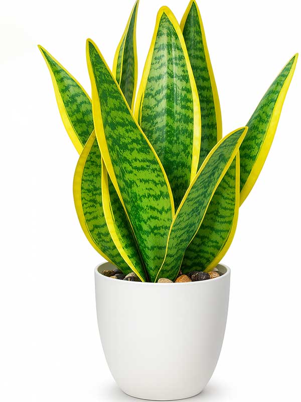 Snake Plant