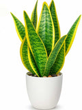 Snake Plant