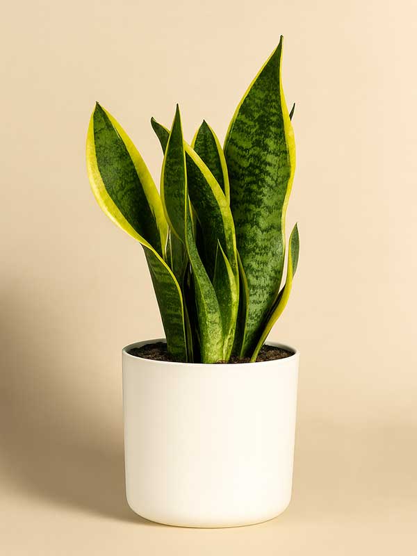 Snake Plant