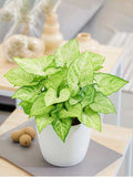 Syngonium Plant