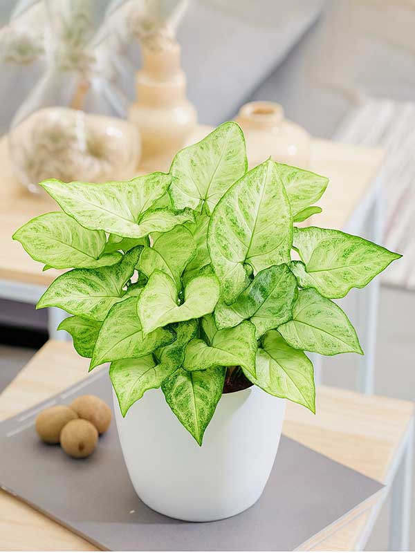 Syngonium Plant