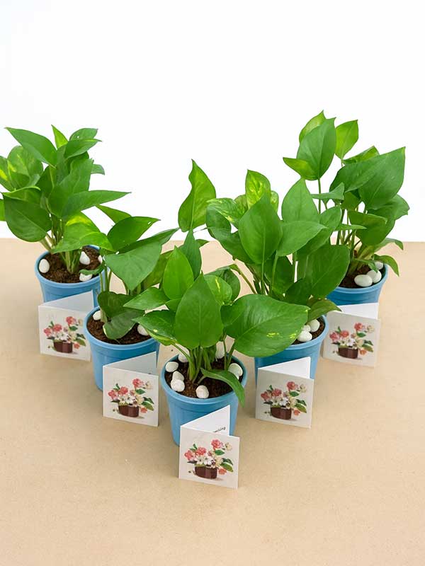 Green Money Plant