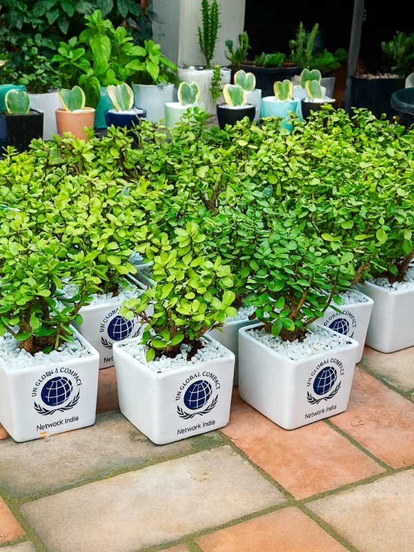 Jade Plant