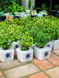 Jade Plant