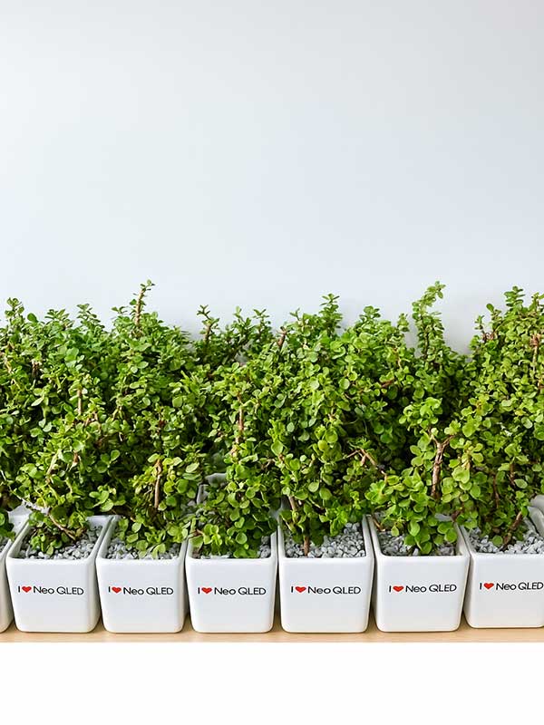 Jade Plant