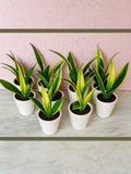 Snake Plant