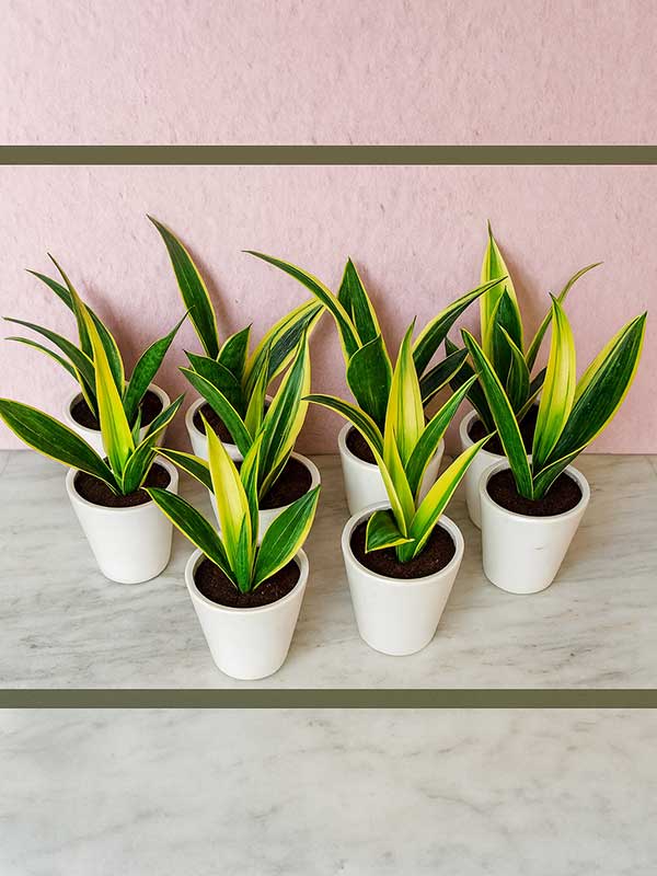 Snake Plant