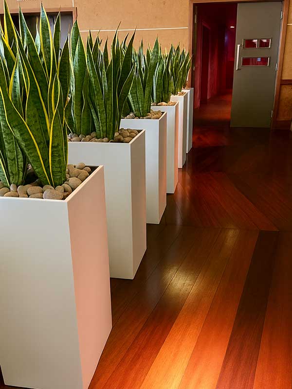 Snake Plant