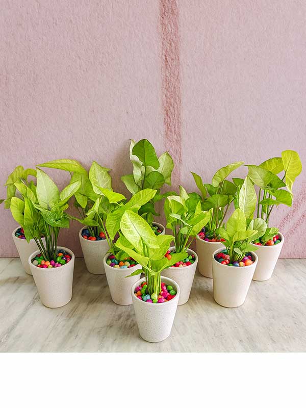 Syngonium Plant