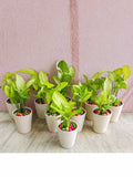 Syngonium Plant