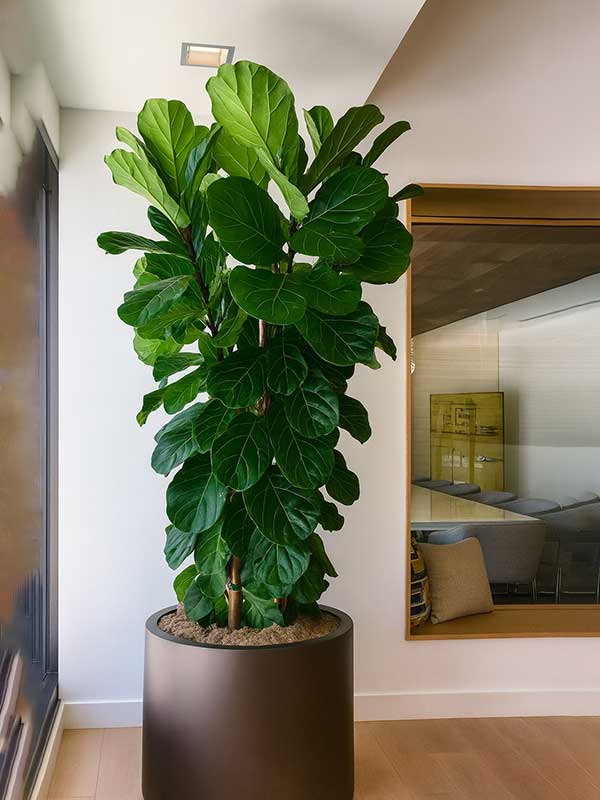 Ficus Lyrata Plant