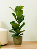 Ficus Lyrata Plant