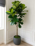 Ficus Lyrata Plant