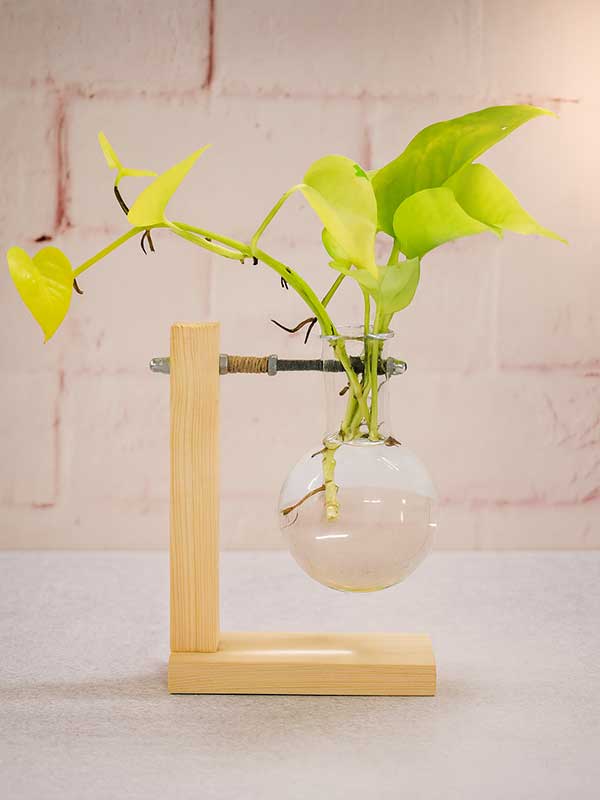 Golden Money Plant