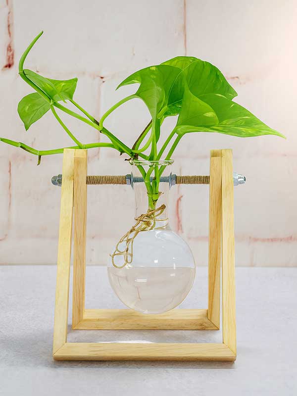 Green Money Plant