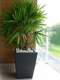 Lady Palm Plant