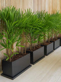 Lady Palm Plant
