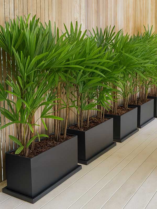 Lady Palm Plant