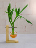 Lucky Bamboo Stick Plant