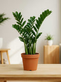 ZZ Plant