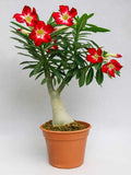 Desert Rose