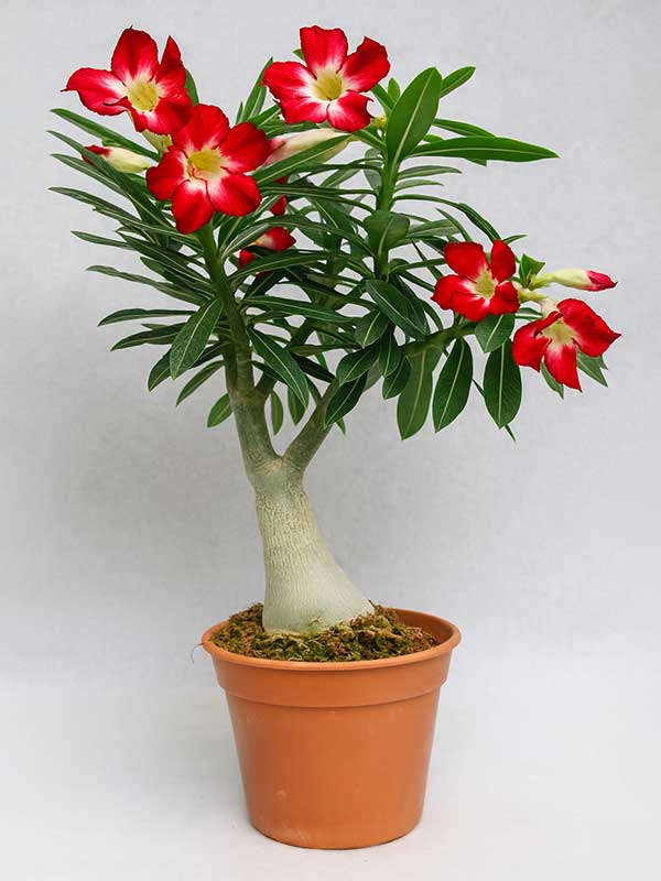 Desert Rose