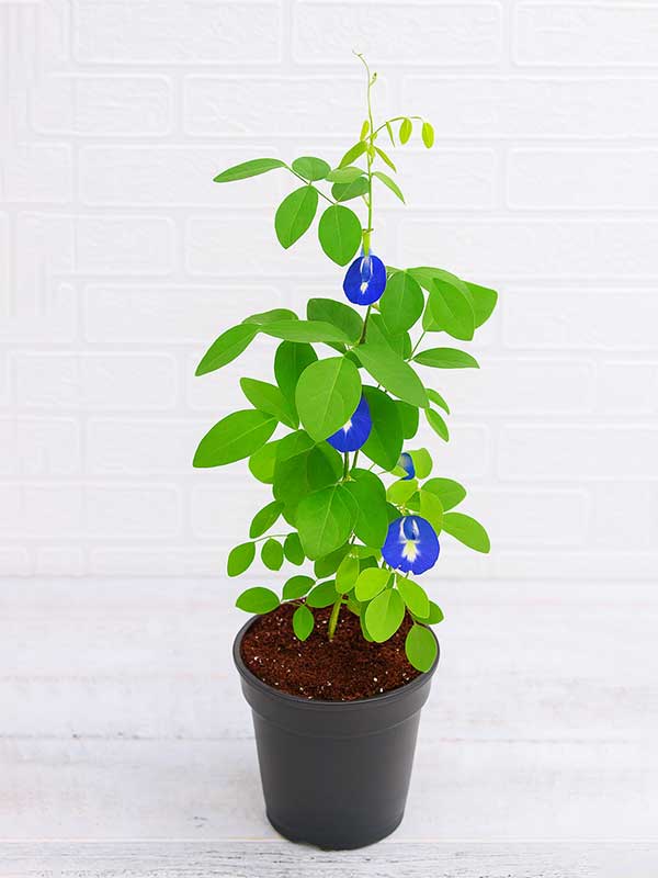 Gokarna Blue Plant