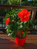 Red Hibiscus Plant