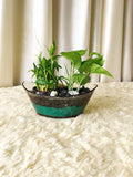 Lucky Greenscape