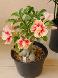 Adenium