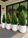 Cypress Plant