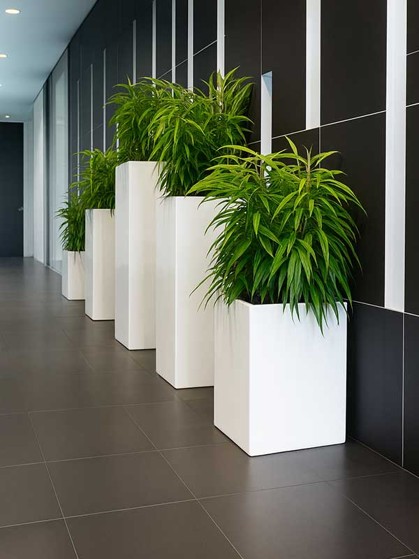 Dracaena Plant