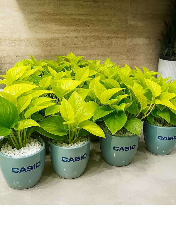 Golden Money Plant