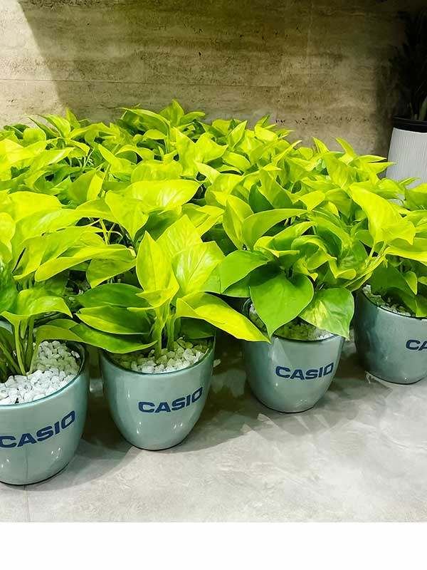 Golden Money Plant