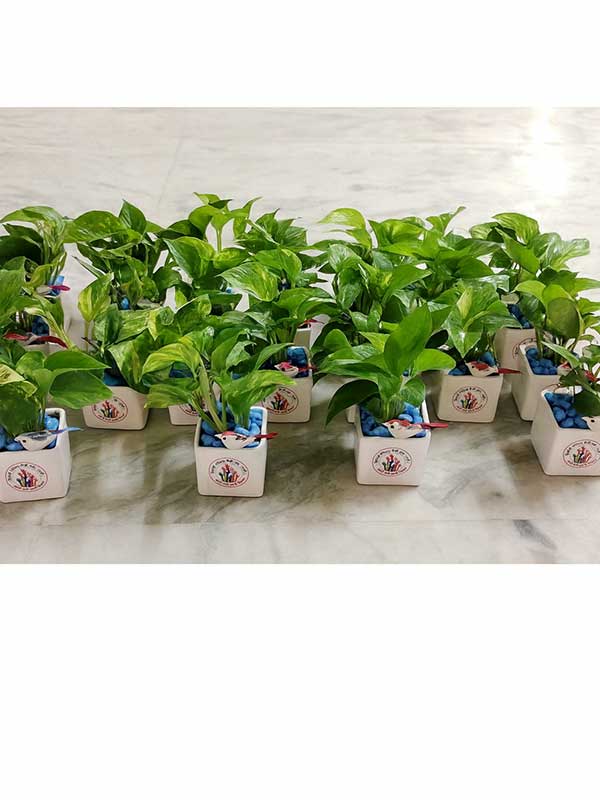Green Money Plant