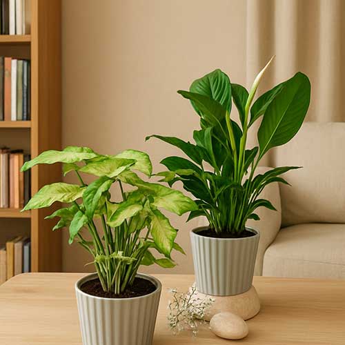 Peach Blossom Bouquet