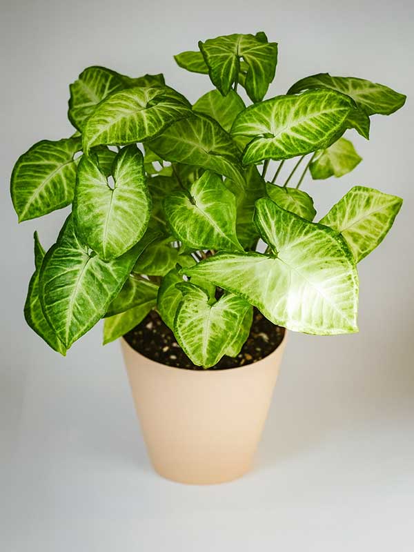 Green Syngonium Plant