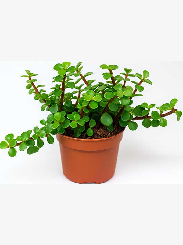 Jade Plant (Crassula ovata)