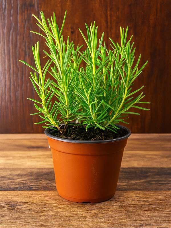 Rosemary Plant (Rosmarinus officinalis)