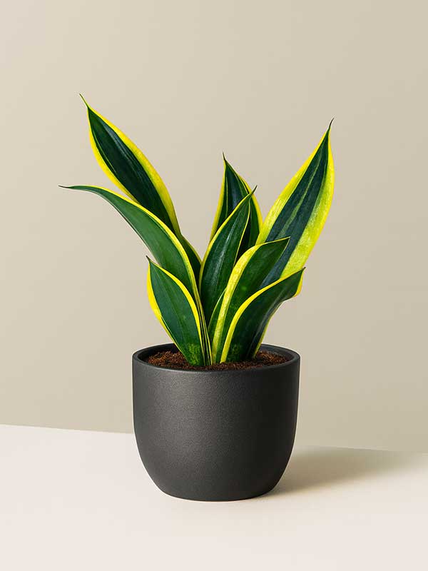 Snake Plant (Sansevieria)