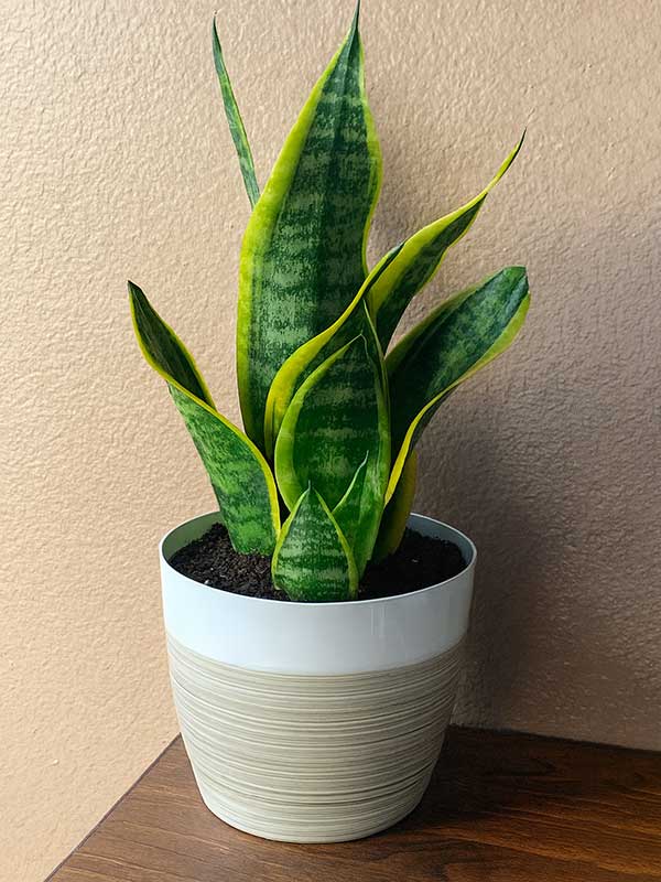 Snake Plant (Sansevieria)