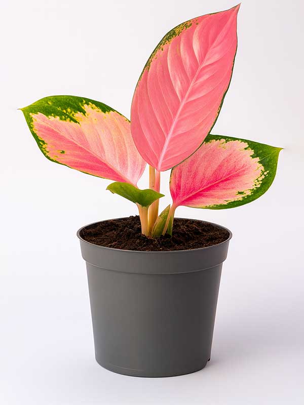 Aglaonema Pink (Aglaonema commutatum)